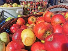 Vom Apfel zu Saft und Essig: Streuobst wird zu wertvollen Lebensmitteln
